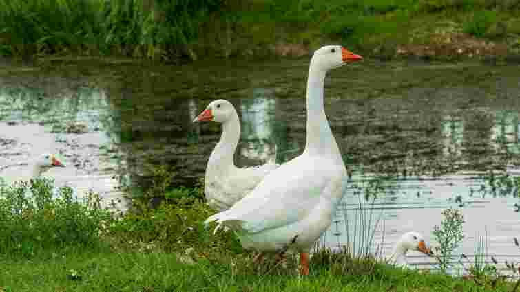 Швидко ростуть і набирають вагу: які породи гусей найпопулярніші серед українських фермерів