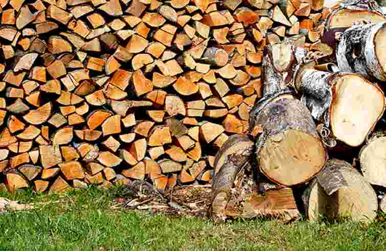 Лісничого з Львівщини покарали штрафом за реалізацію дров за хабарі