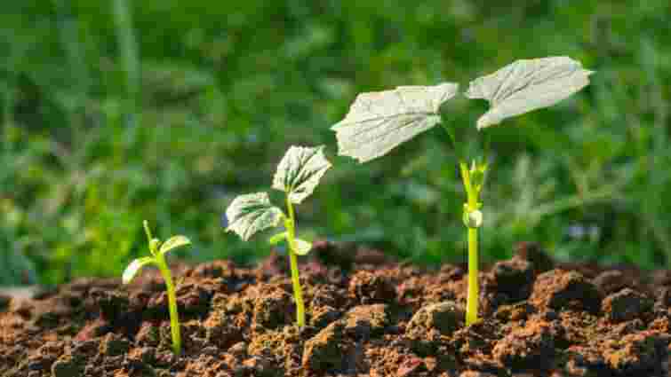 Допоможуть звичайні дріжджі: що зробити, щоб пересаджені огірки швидко пішли в ріст