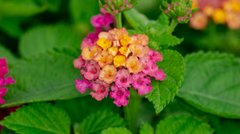 Ці рослини ростуть навіть на бідному ґрунті: 6 невибагливих видів