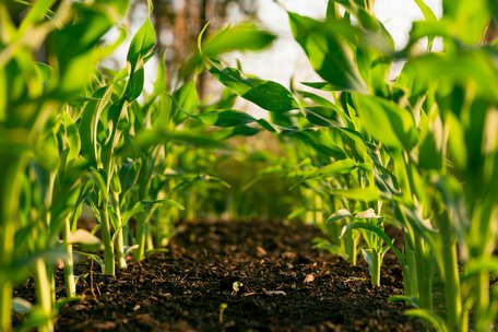 Аграрії прогнозують підвищення вартості продукції влітку