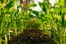 Аграрії прогнозують підвищення вартості продукції влітку