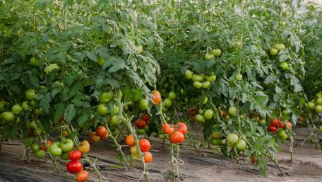 Від висадки до збору урожаю: 6 важливих кроків у вирощуванні помідорів