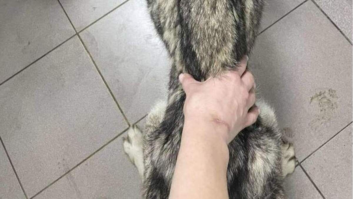 Псевдоволонтерка з Прикарпаття уникла покарання за смерть від голоду трьох собак