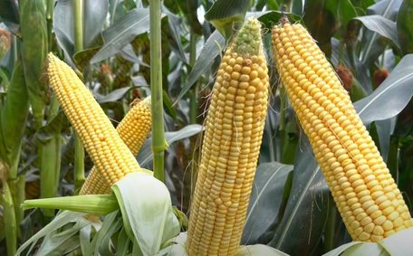 Секрет швидких сходів кукурудзи: у чому замочити насіння перед посівом