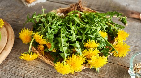 Домашній квас із кульбаби. Рецепт дня