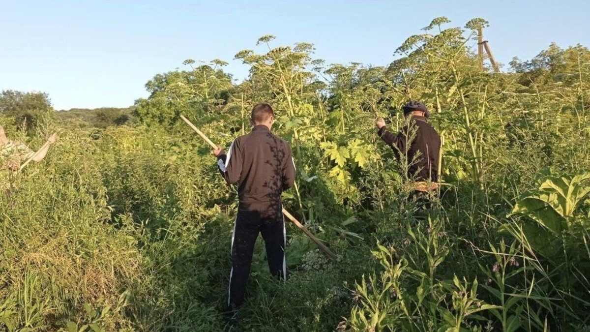 На Львівщині боротимуться з борщівником за допомогою роботів