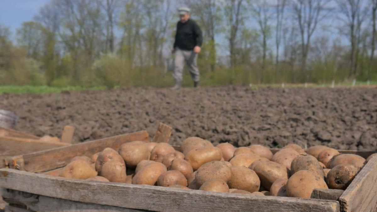 Виросте великою і добре зберігатиметься: як правильно доглядати картоплю після висадки