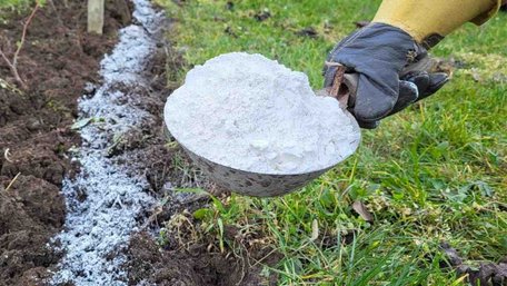 Нашкодите більше, ніж допоможете: під які рослини не можна сипати золу