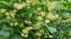 Недооцінена сила липи: чому цвіт слід збирати на початку цвітіння і як правильно використовувати