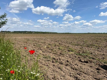 Власник поля з маками біля Ожидова пояснив, навіщо його переорав