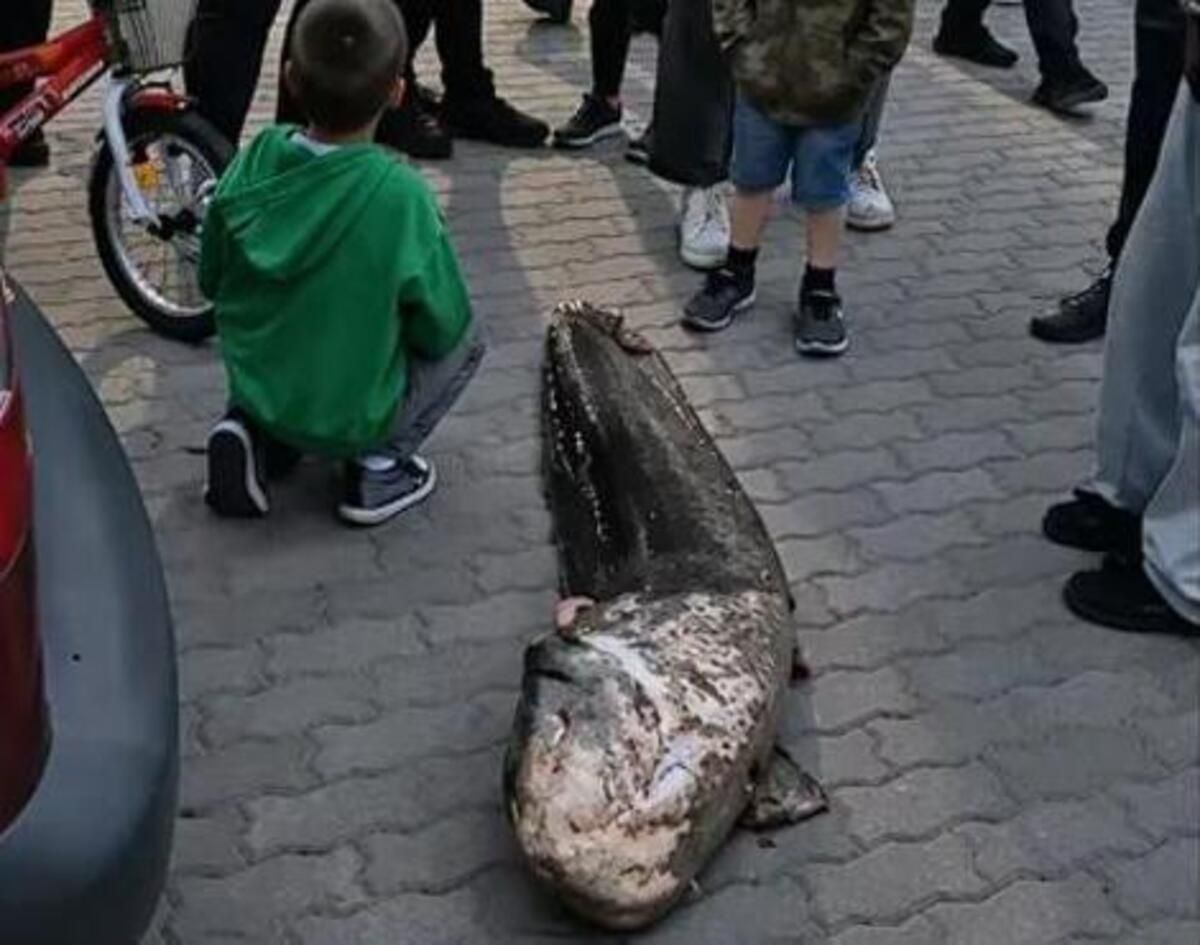 Українець розповів польській поліції, що випустив гігантського сома в інше озеро