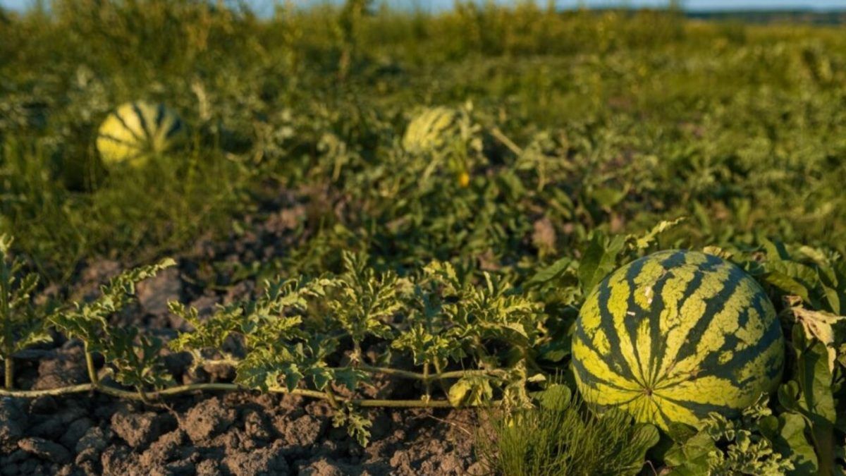 Чим удобрити дині та кавуни у червні: основні елементи підживлення
