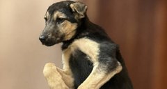 Лікарі просять зголоситись туристів, які на горі Пікуй контактували зі скаженим собакою