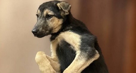 Лікарі просять зголоситись туристів, які на горі Пікуй контактували зі скаженим собакою