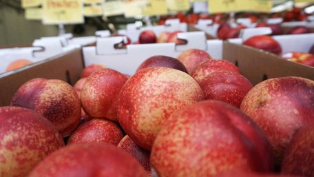 Стиглі та солодкі: як правильно обирати нектарини на ринку