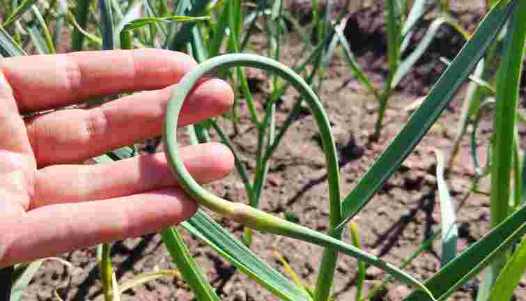 Стрілки часнику потрібно видаляти саме так: порада для щедрого врожаю