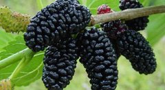 Королева ягід: чим шовковиця корисна для серця, судин, мозку та очей