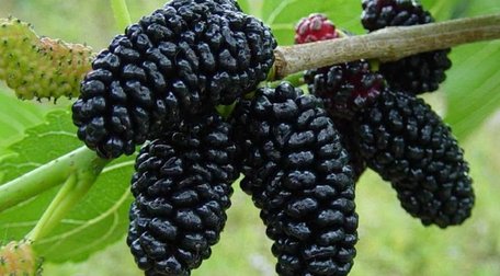 Королева ягід: чим шовковиця корисна для серця, судин, мозку та очей