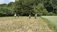 На розораному полі біля Галича виявили артефакти трипільської культури