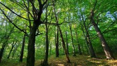 ЄСПЛ відмовився повертати львів’янці земельну ділянку в Брюховицькому лісі