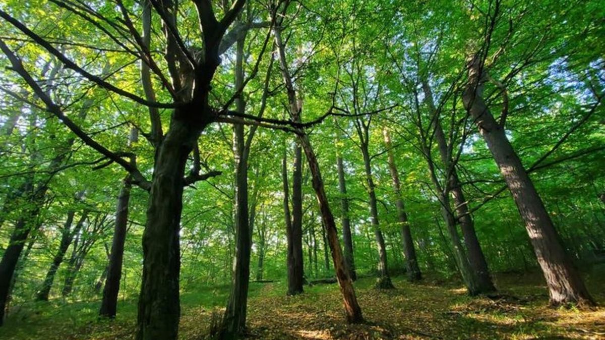 ЄСПЛ відмовився повертати львів’янці земельну ділянку в Брюховицькому лісі