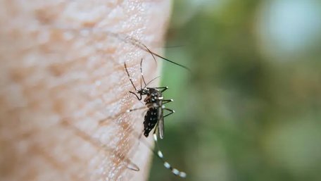 Як захиститися від комарів удома: прості та дієві поради на літо
