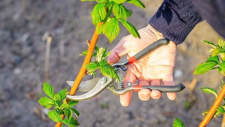 Не відкладайте до липня: які кущі потрібно обрізати вже зараз