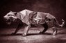 Або «Паперовий тигр», або новітнє НАТО 3.0