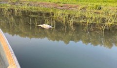 На Дністровському водосховищі зафіксували мор риби через сильну спеку 