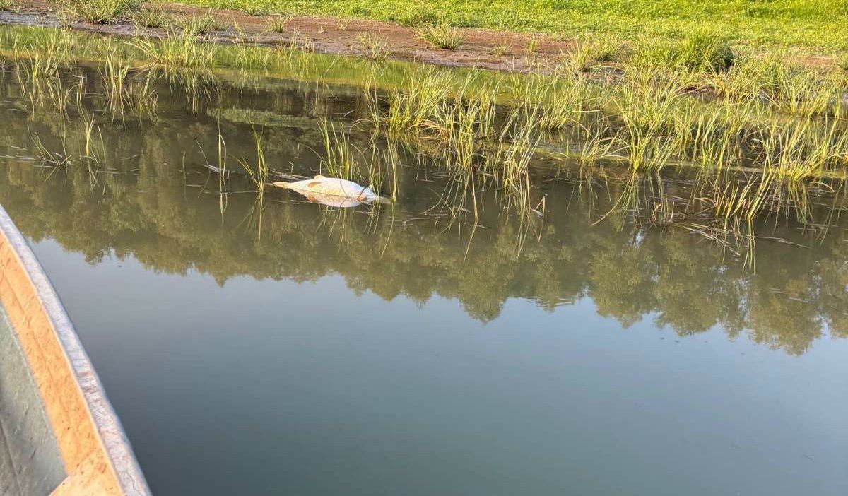 На Дністровському водосховищі зафіксували мор риби через сильну спеку 