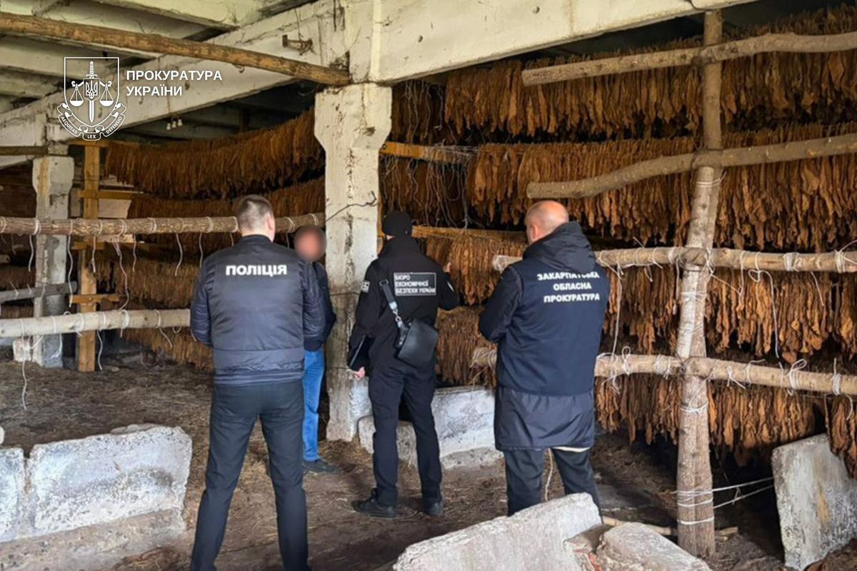На Закарпатті депутата підозрюють у масштабному вирощуванні тютюну для контрафактних сигарет