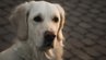 Що почути та побачити у Львові?