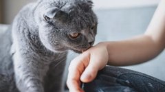 Справа не лише в прихильності: чому коти вилизують людей