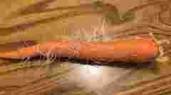 Не поспішайте викидати: чи безпечно їсти моркву, якщо вона проросла