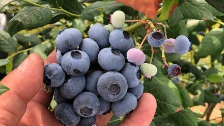 Лохина буде всипана ягодами: чим і коли слід підживлювати кущі