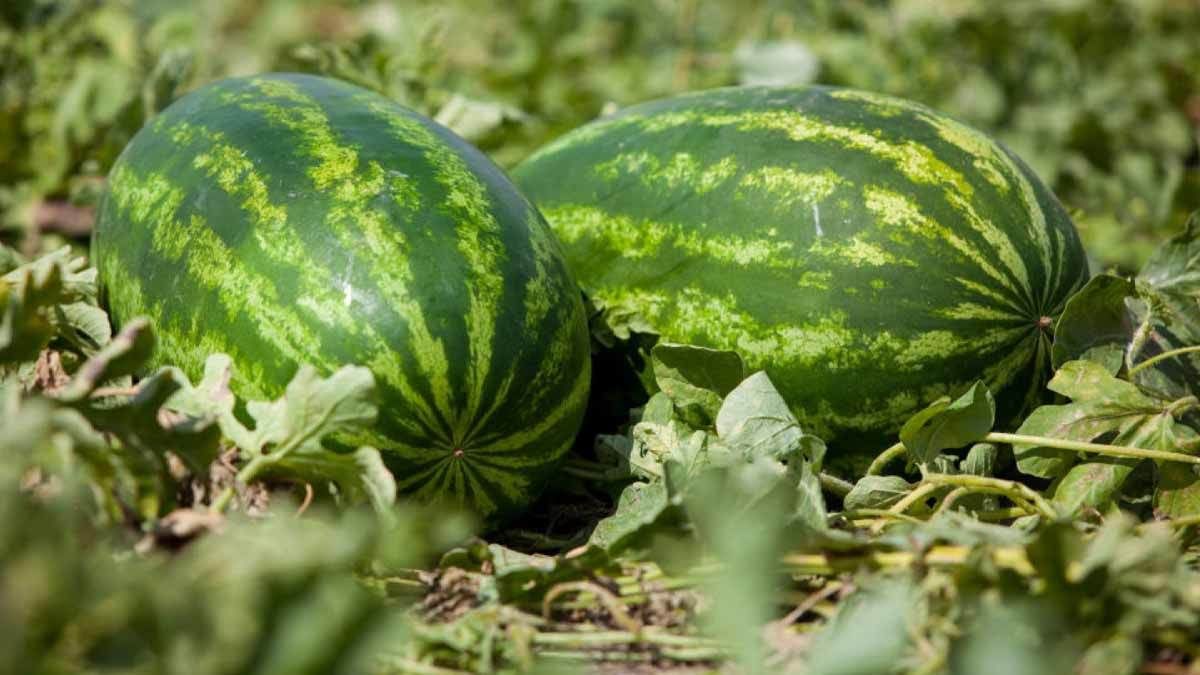 Ця помилка шкодить більше, ніж посуха: як правильно поливати кавуни у спеку