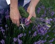 Не витрачайте гроші на нову лаванду: як легко розмножити кущі власноруч