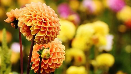 Серпень вирішує все: як продовжити цвітіння жоржин до перших морозів заморозків
