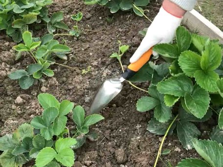 Після збору ягід робота не закінчується: як треба доглядати за полуницею в серпні