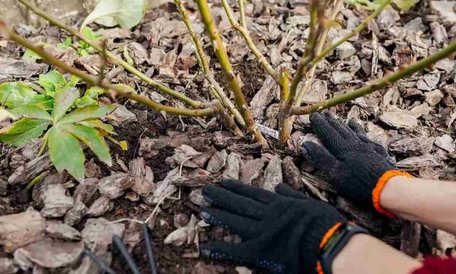 Не дайте трояндам вимерзнути взимку: яке підживлення слід внести у серпні