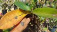 Орхідея отримала сонячний опік: як врятувати листя та не нашкодити рослині