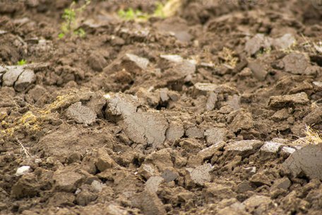 Дві культури, які допоможуть ґрунту відновитися: що треба посіяти в серпні