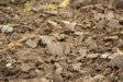 Дві культури, які допоможуть ґрунту відновитися: що треба посіяти в серпні