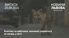 Після скарг мешканців у Львові напрацюють механізм регулювання популяції лисиць