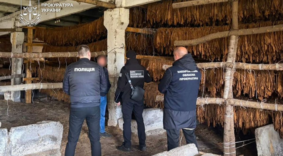 Депутат із Закарпаття уник тюрми за незаконне вирощування і збут тютюну