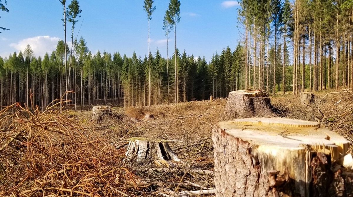 Селищна рада на Львівщині сплатила понад 902 тис. грн за незаконну вирубку дерев