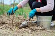 Не всі дерева переживуть зиму: які фруктові саджанці небезпечно садити восени