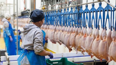 Антимонопольний комітет дозволив МХП купити виробника курятини зі Львівщини