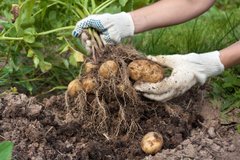 Урожай наступного року залежить від цього: що посадити після картоплі